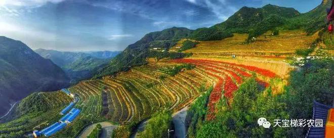 白河富硒茶价格（白河茶园）-硒宝网