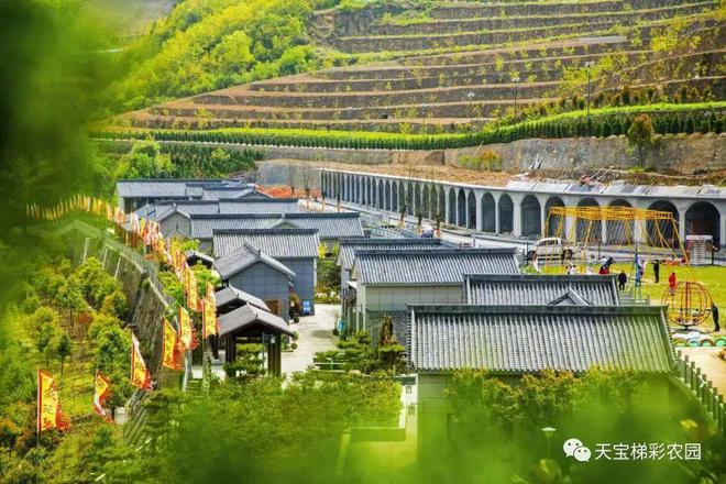 白河富硒茶价格（白河茶园）-硒宝网