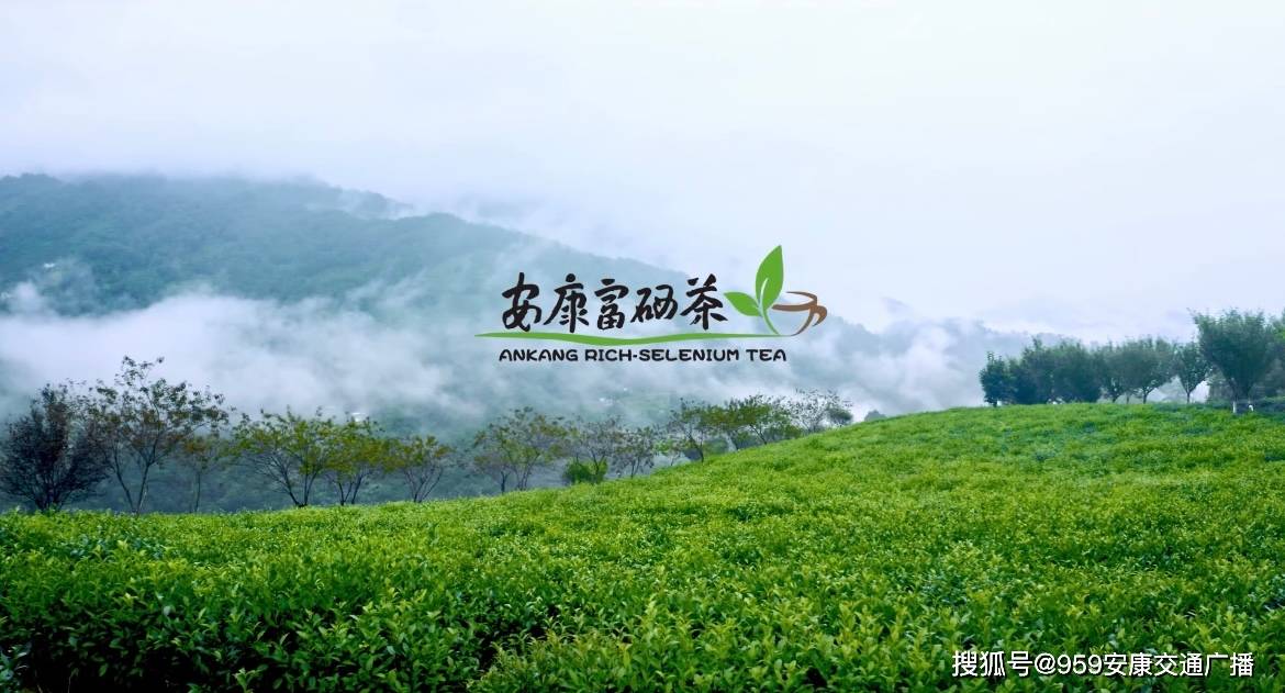 安康富硒茶雅集(安康富硒茶多少钱一斤汗水晨雾)-硒宝网