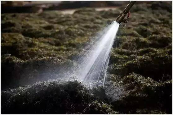 发酵茶怎么富硒(富硒茶制作)-硒宝网