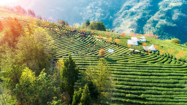 富硒茶上市时间（富硒茶产业国内现状）-硒宝网