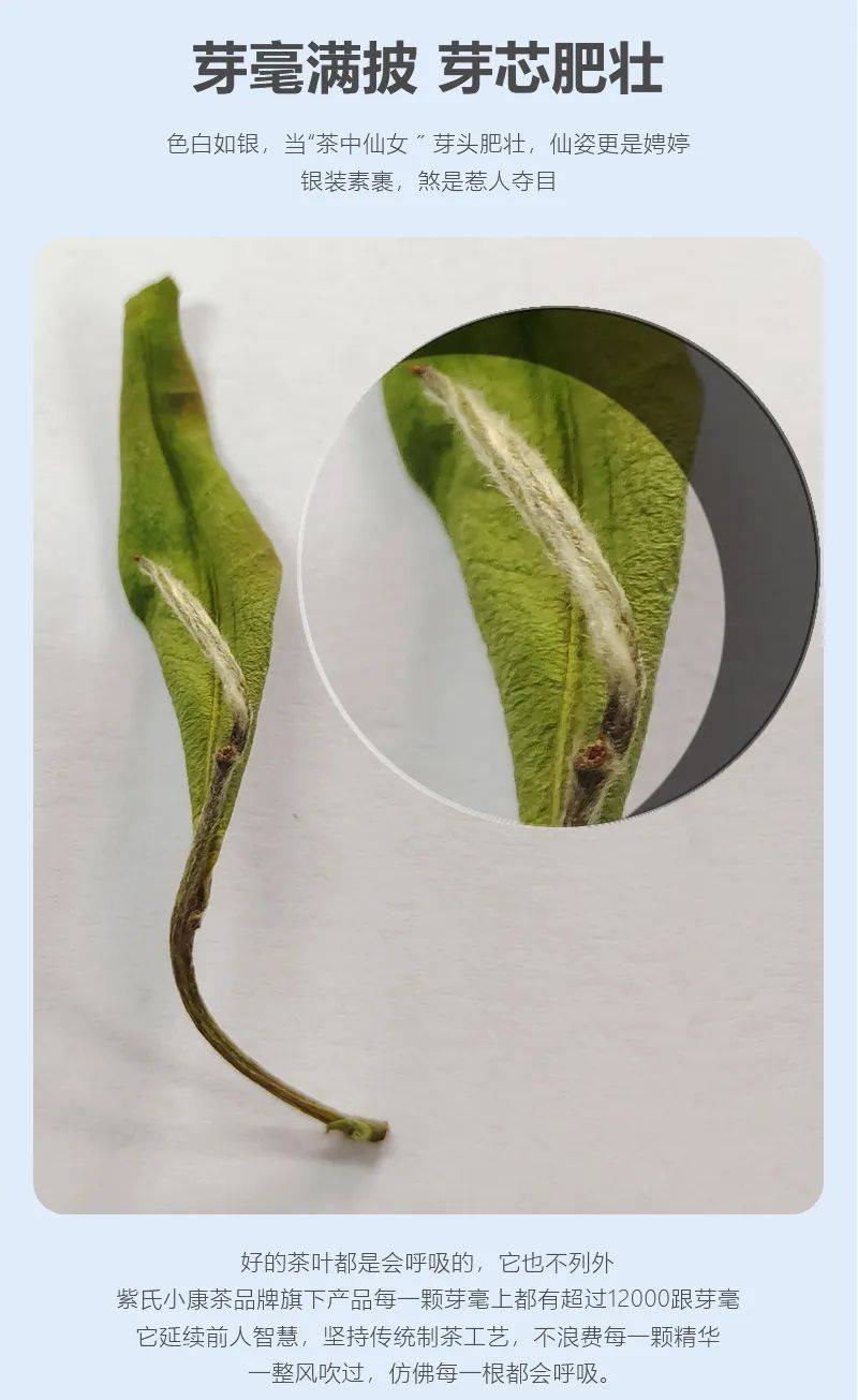 安康富硒茶雅集(安康富硒茶主要产自哪里)-硒宝网