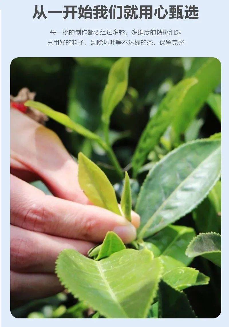 安康富硒茶雅集(安康富硒茶主要产自哪里)-硒宝网