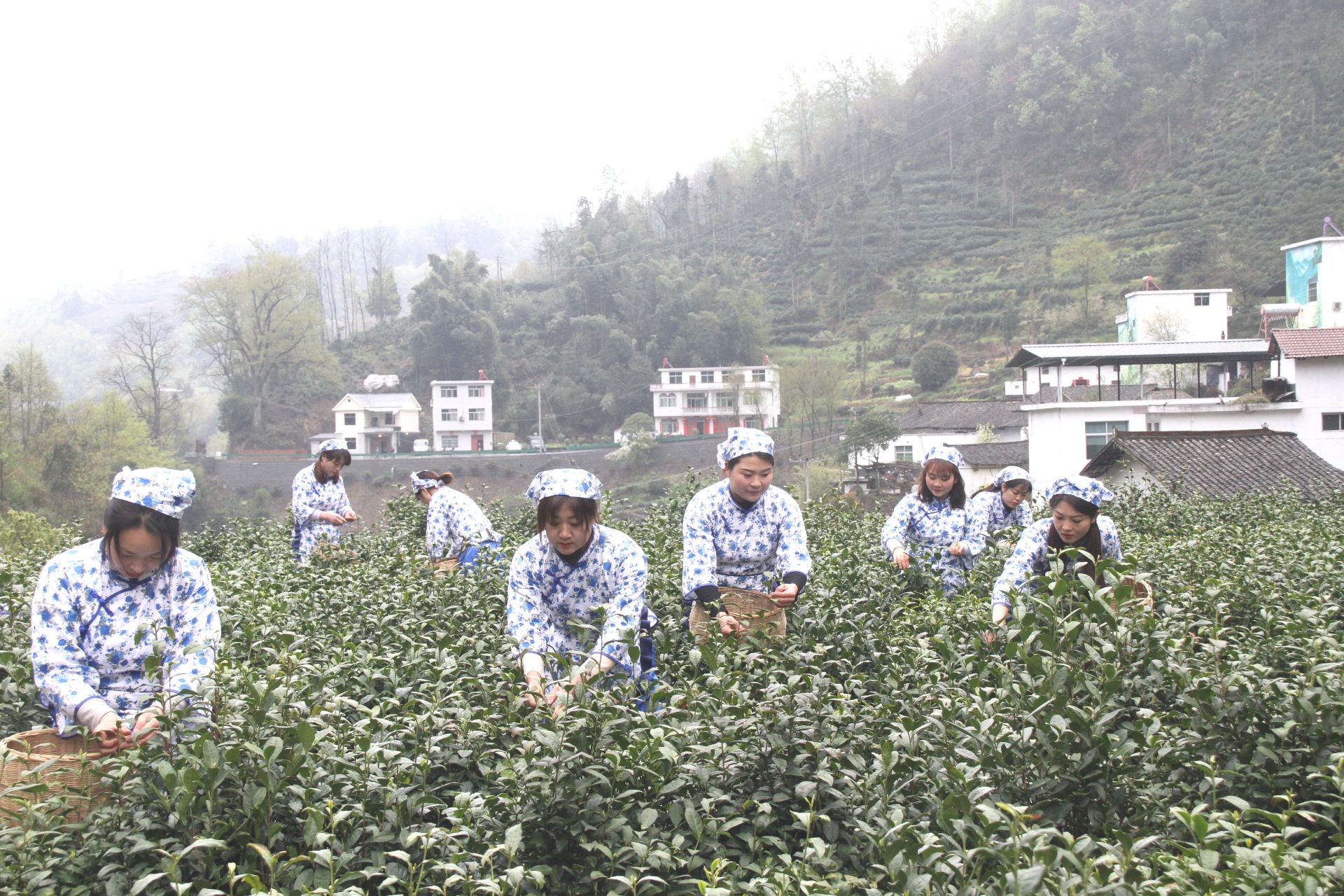 安康富硒茶产量(安康富硒茶发展情况)-硒宝网