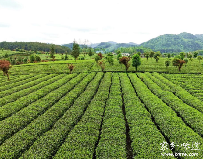 凤冈富硒茶种类(凤冈县富硒茶)-硒宝网