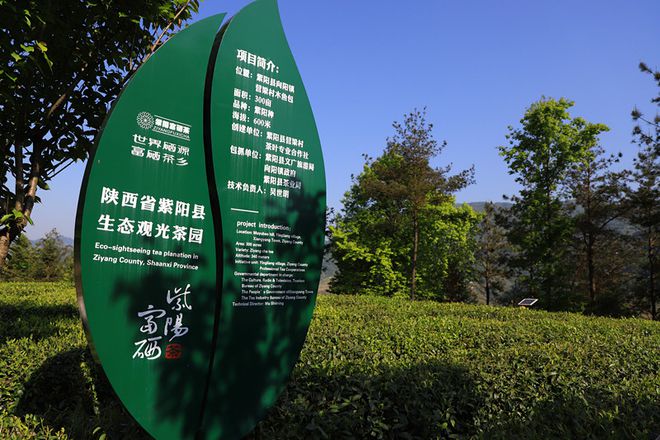 平利古道富硒茶(平昌富硒茶)-硒宝网