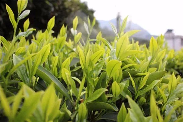 富硒单丛茶特点（富硒茶文化）-硒宝网