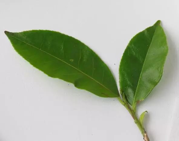 富硒单丛茶特点（富硒茶文化）-硒宝网