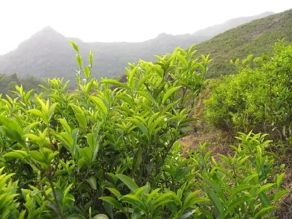 富硒单丛茶特点（富硒茶文化）-硒宝网