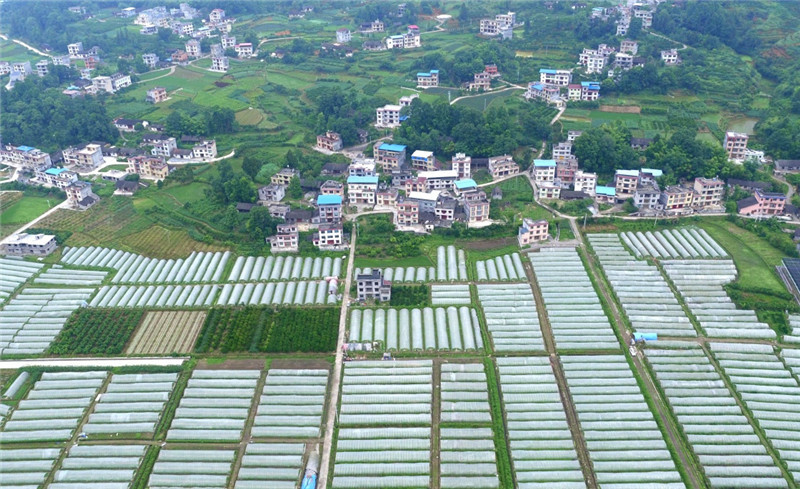 恩施富硒茶企业（恩施富硒茶产于什么地方）-硒宝网