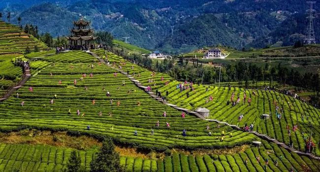 恩施富硒茶企业（恩施富硒茶产于什么地方）-硒宝网