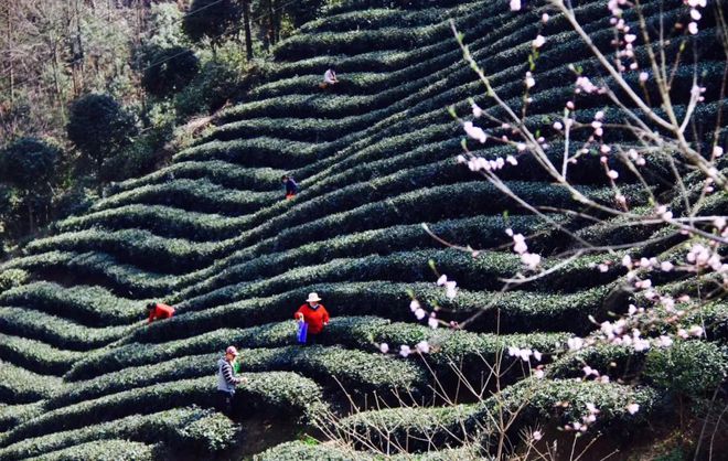 安康富硒茶网站（安康富硒茶主要产自哪里）-硒宝网