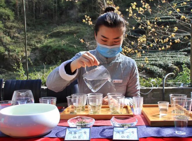 安康富硒茶网站（安康富硒茶主要产自哪里）-硒宝网