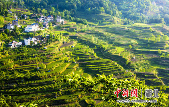 润邦茶叶富硒茶(润邦国际富硒茶业)-硒宝网