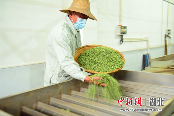 润邦茶叶富硒茶(润邦国际富硒茶业)-硒宝网