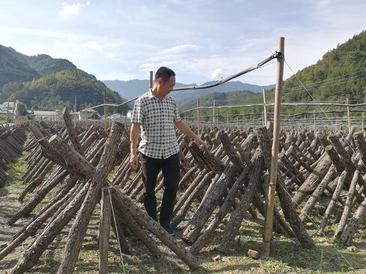 昇木原生富硒茶(原生茶业富硒茶)-硒宝网