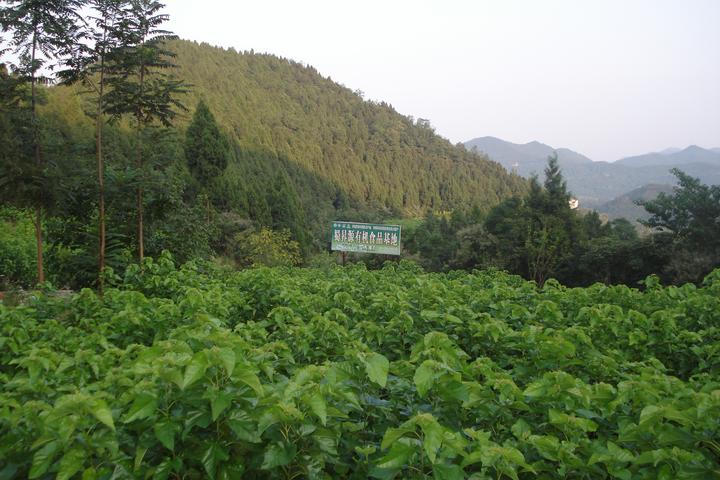 昇木原生富硒茶(原生茶业富硒茶)-硒宝网