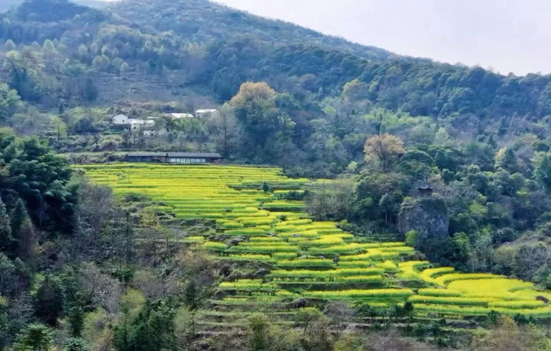 石台富硒茶文献(石台硒茶价格表一盒)-硒宝网