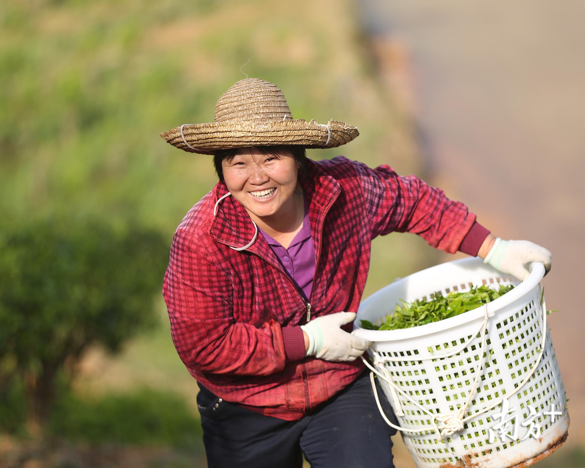 福建富硒乌龙茶（福建乌龙茶富硒含量多少）-硒宝网