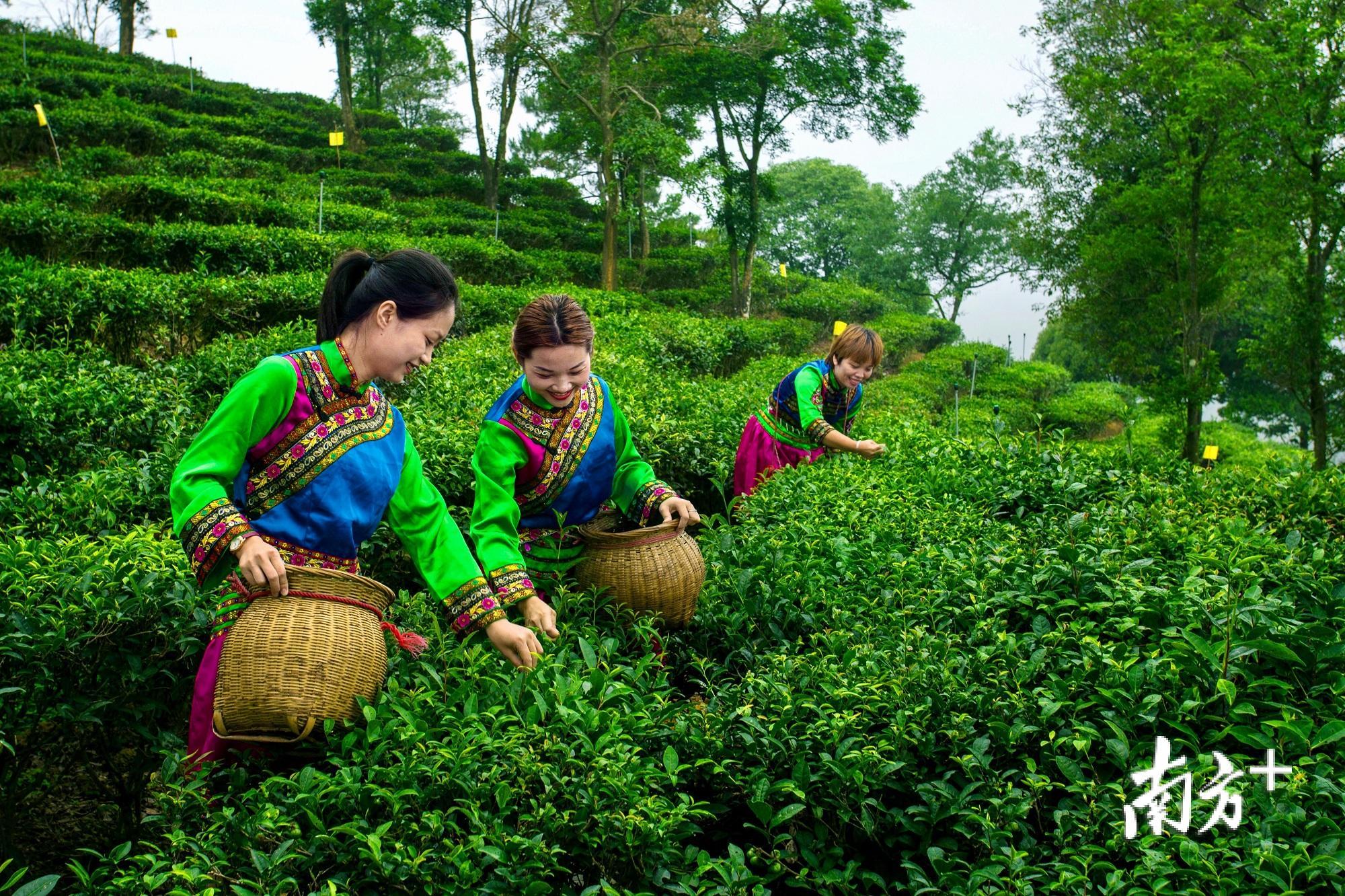 福建富硒乌龙茶（福建乌龙茶富硒含量多少）-硒宝网