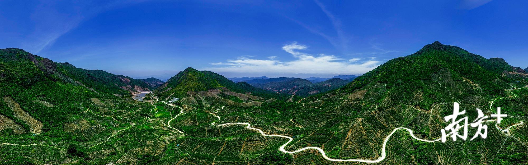 福建富硒乌龙茶（福建乌龙茶富硒含量多少）-硒宝网