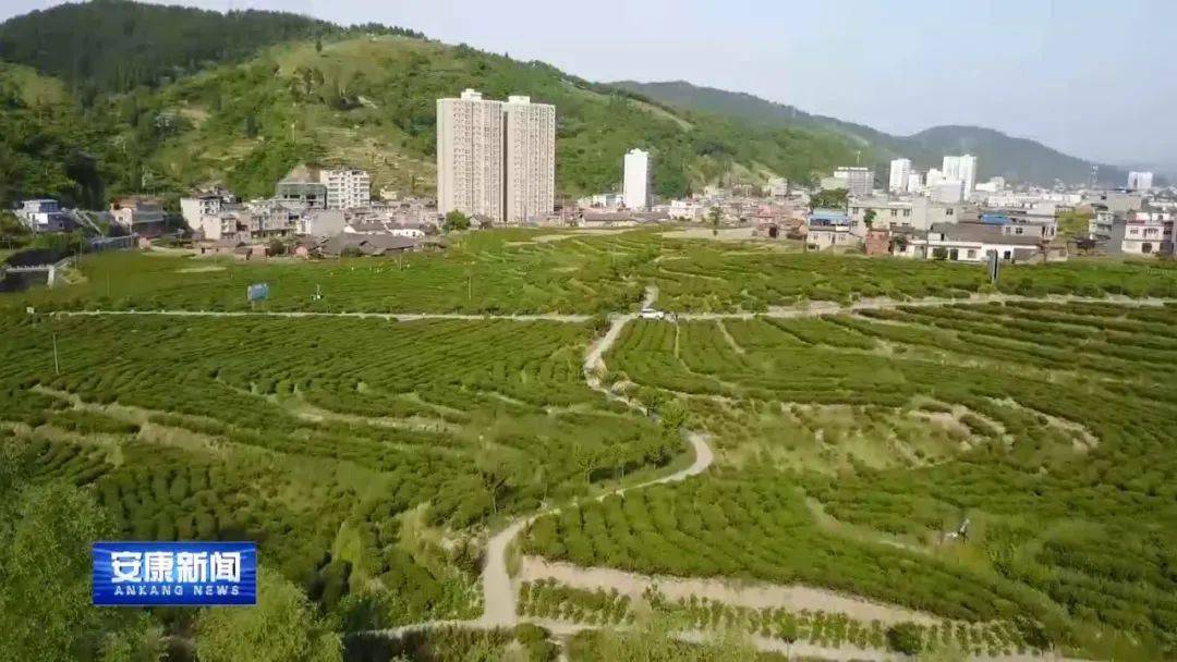 蒿坪富硒茶特点(嵩坪富硒茶)-硒宝网