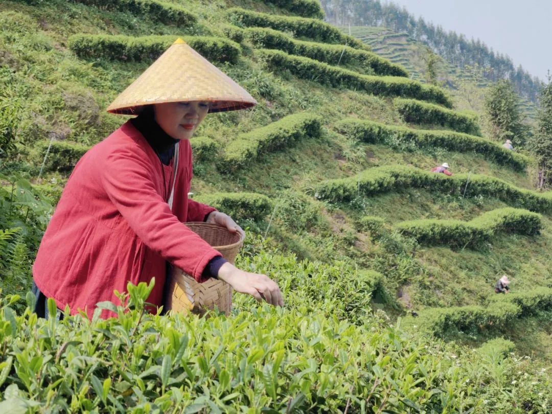 玉林葵峰富硒茶(恩施玉露富硒茶)-硒宝网