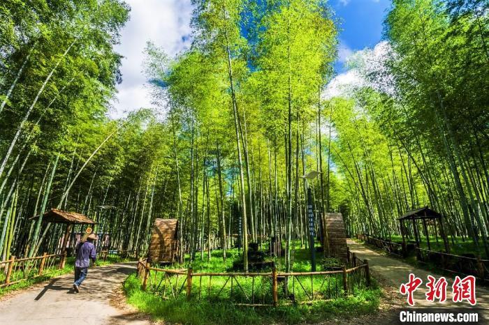 福建富硒乌龙茶（富硒乌龙茶多少钱一斤）-硒宝网