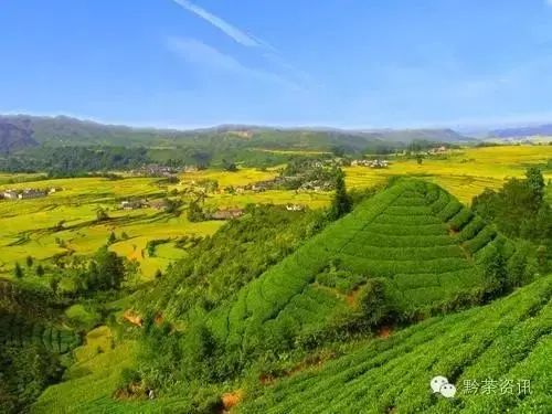 开阳富硒制茶师(开阳富硒茶多少钱一斤)-硒宝网