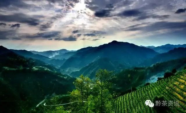 开阳富硒制茶师(开阳富硒茶多少钱一斤)-硒宝网