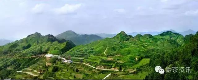 开阳富硒制茶师(开阳富硒茶多少钱一斤)-硒宝网