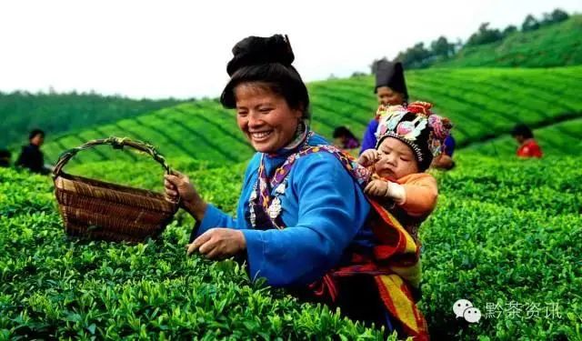 开阳富硒制茶师(开阳富硒茶多少钱一斤)-硒宝网