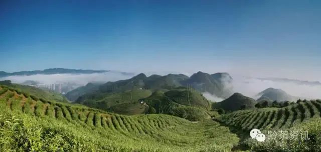 开阳富硒制茶师(开阳富硒茶多少钱一斤)-硒宝网