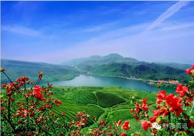 开阳富硒制茶师(开阳富硒茶多少钱一斤)-硒宝网