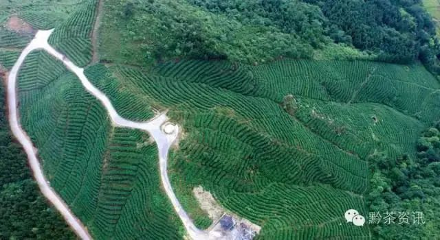 开阳富硒制茶师(开阳富硒茶多少钱一斤)-硒宝网