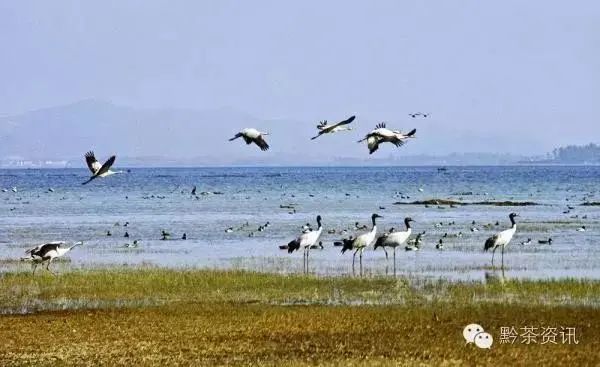 开阳富硒制茶师(开阳富硒茶多少钱一斤)-硒宝网