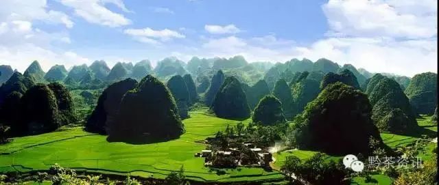 开阳富硒制茶师(开阳富硒茶多少钱一斤)-硒宝网