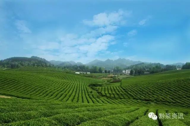 开阳富硒制茶师(开阳富硒茶多少钱一斤)-硒宝网