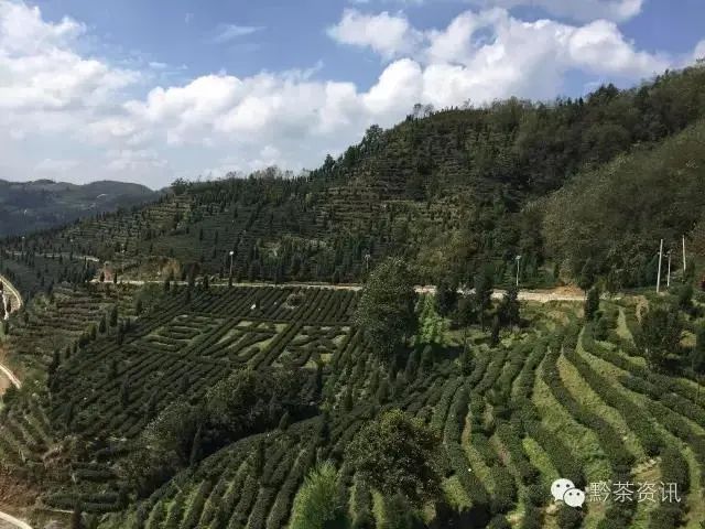 开阳富硒制茶师(开阳富硒茶多少钱一斤)-硒宝网