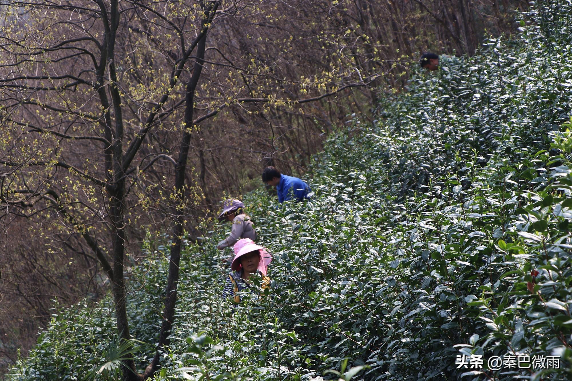 焕古紫阳富硒茶(紫阳富硒茶焕古茶价格)-硒宝网