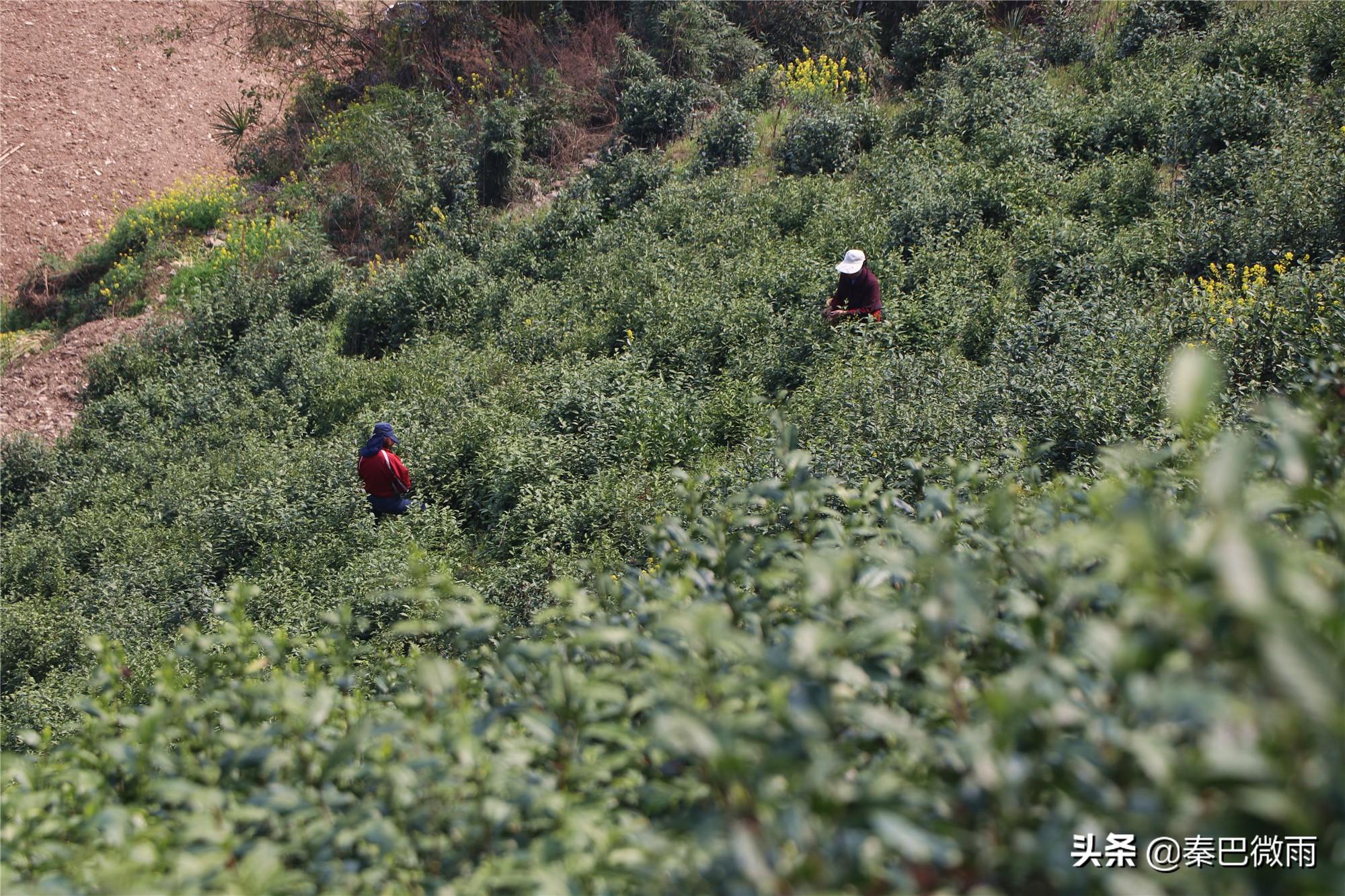 焕古紫阳富硒茶(紫阳富硒茶焕古茶价格)-硒宝网