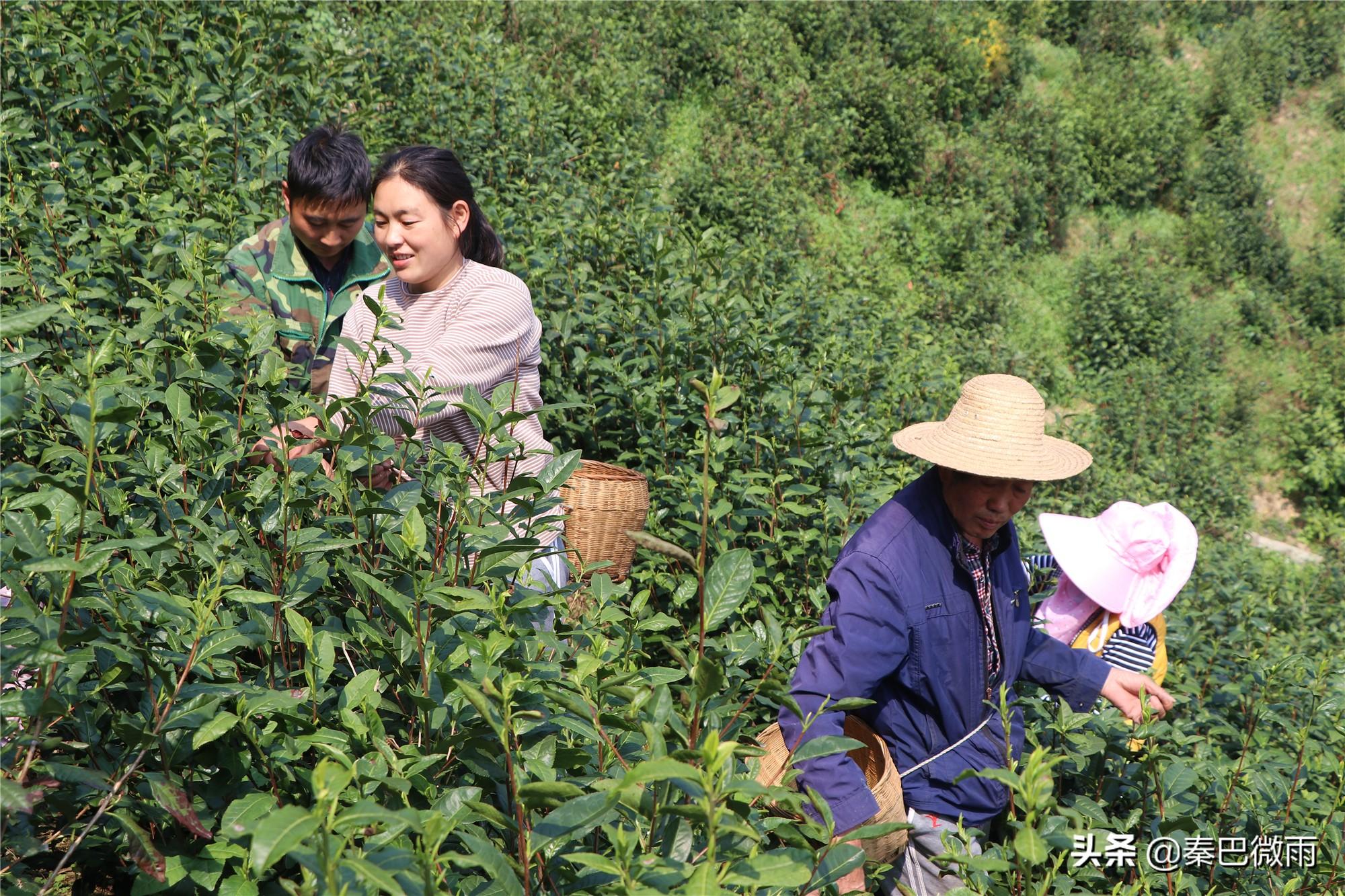 焕古紫阳富硒茶(紫阳富硒茶焕古茶价格)-硒宝网