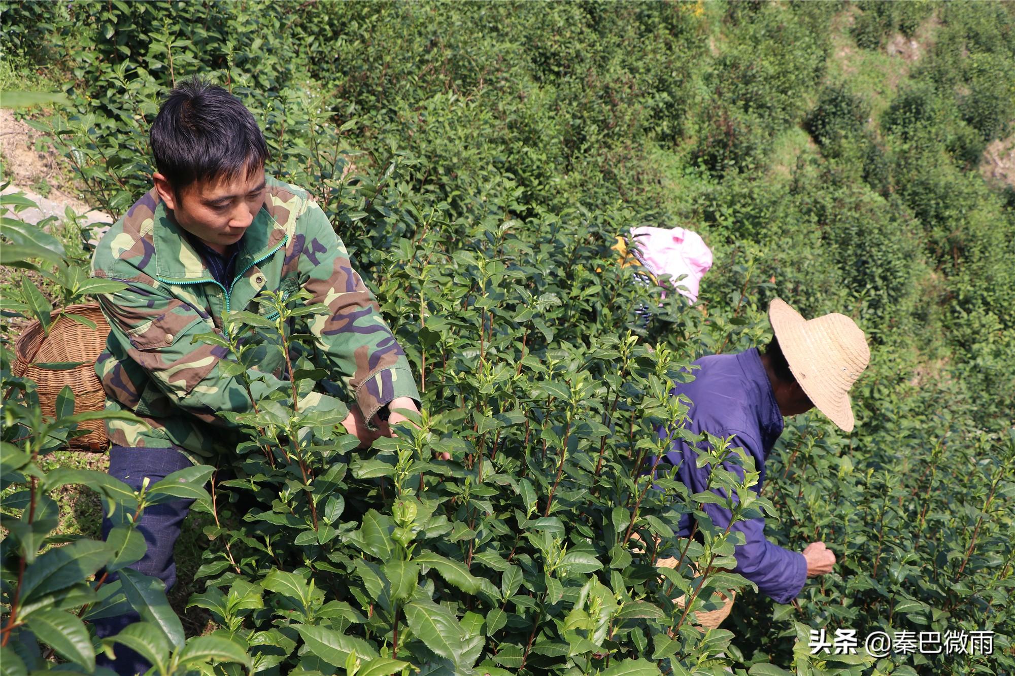 焕古紫阳富硒茶(紫阳富硒茶焕古茶价格)-硒宝网