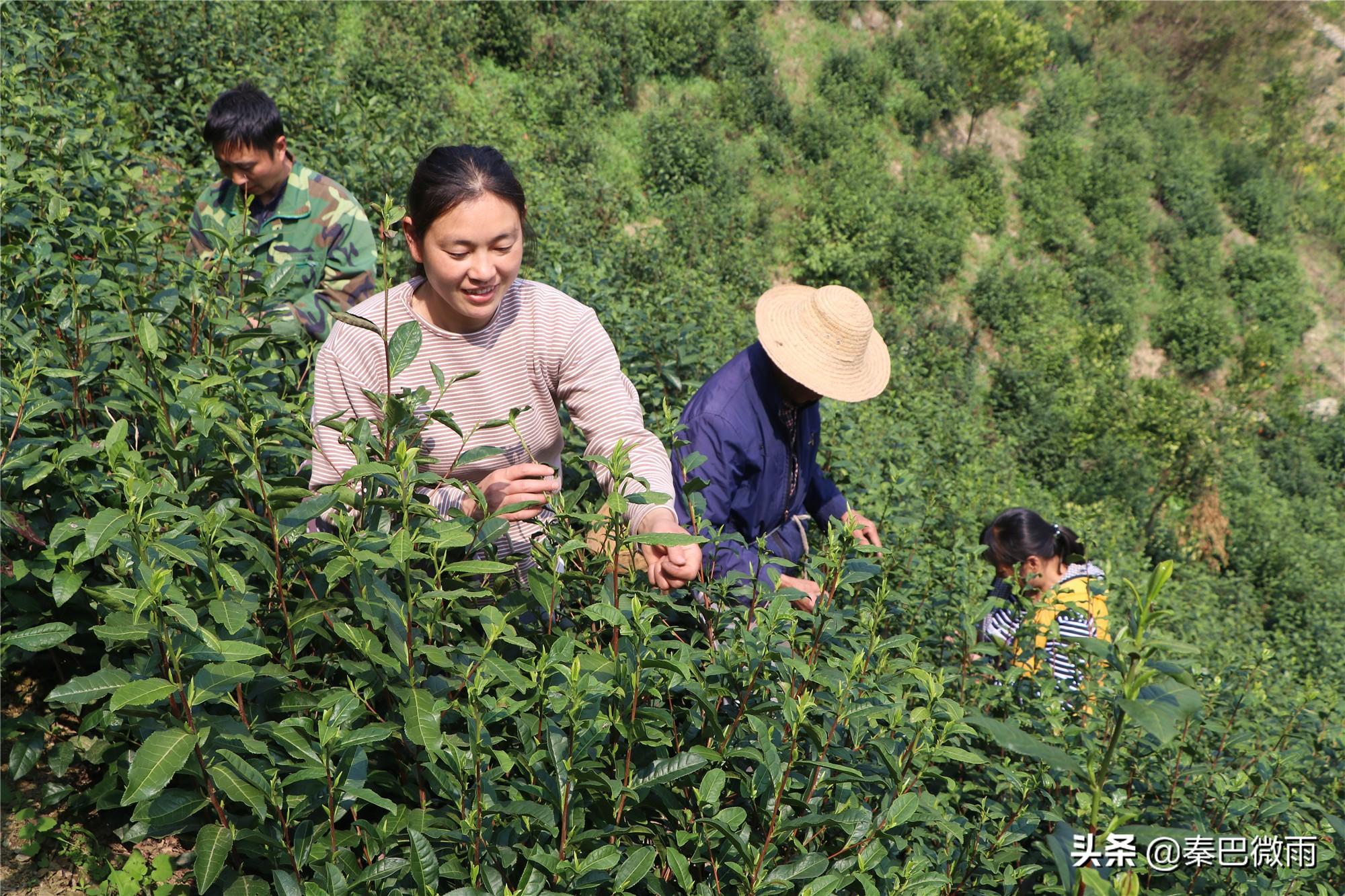 焕古紫阳富硒茶(紫阳富硒茶焕古茶价格)-硒宝网