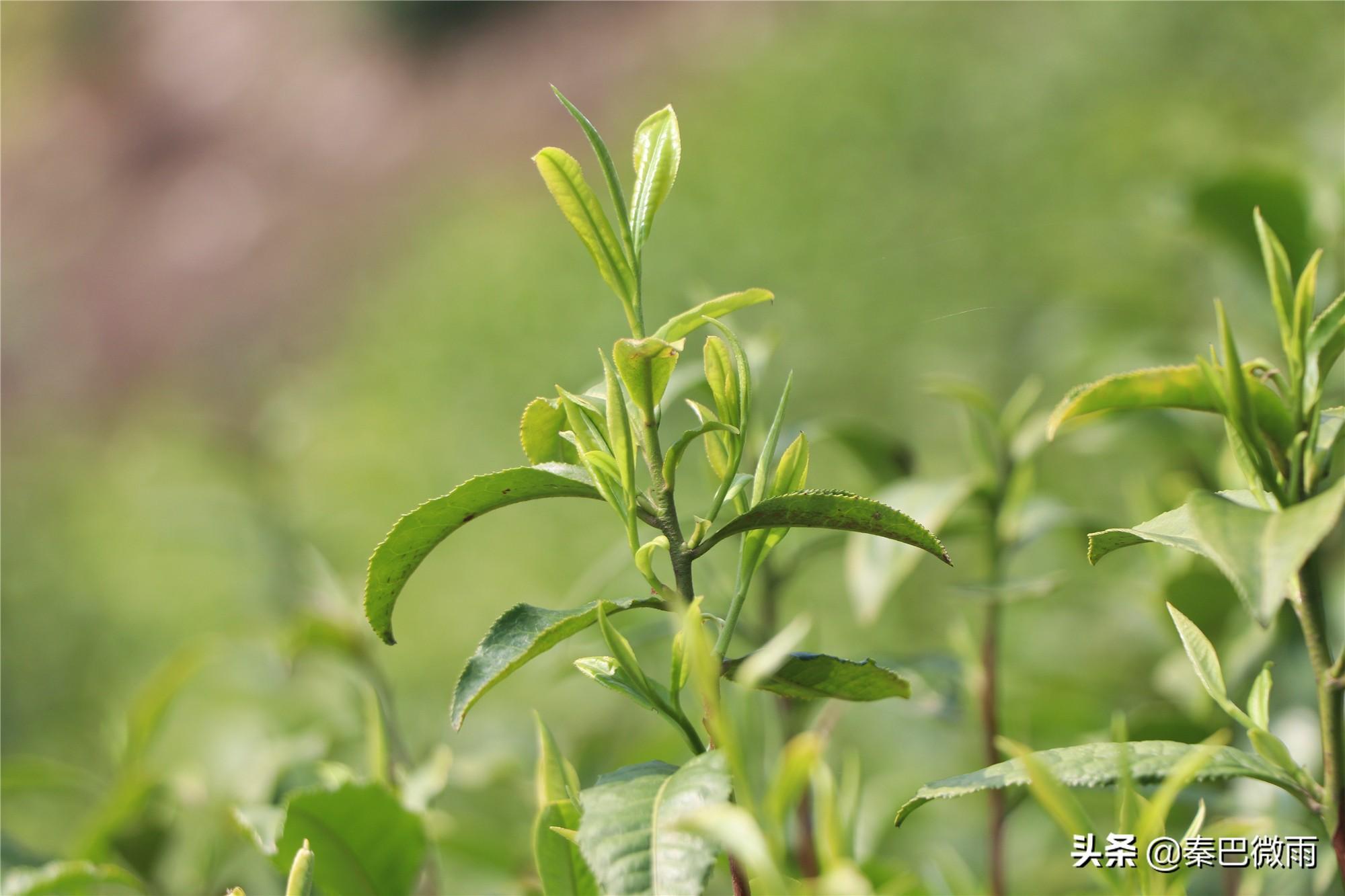 焕古紫阳富硒茶(紫阳富硒茶焕古茶价格)-硒宝网