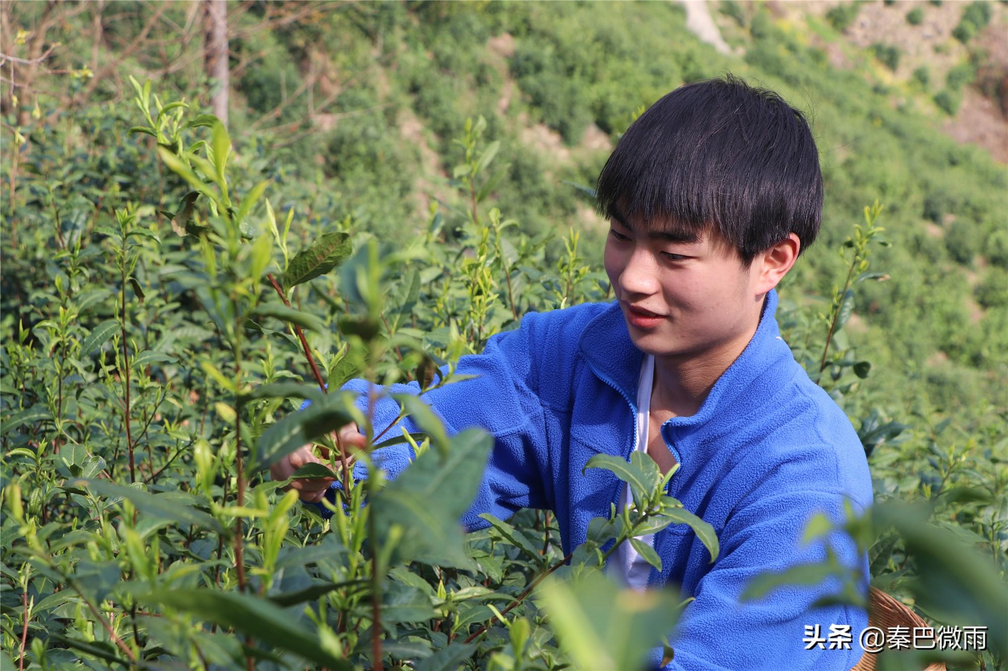 焕古紫阳富硒茶(紫阳富硒茶焕古茶价格)-硒宝网