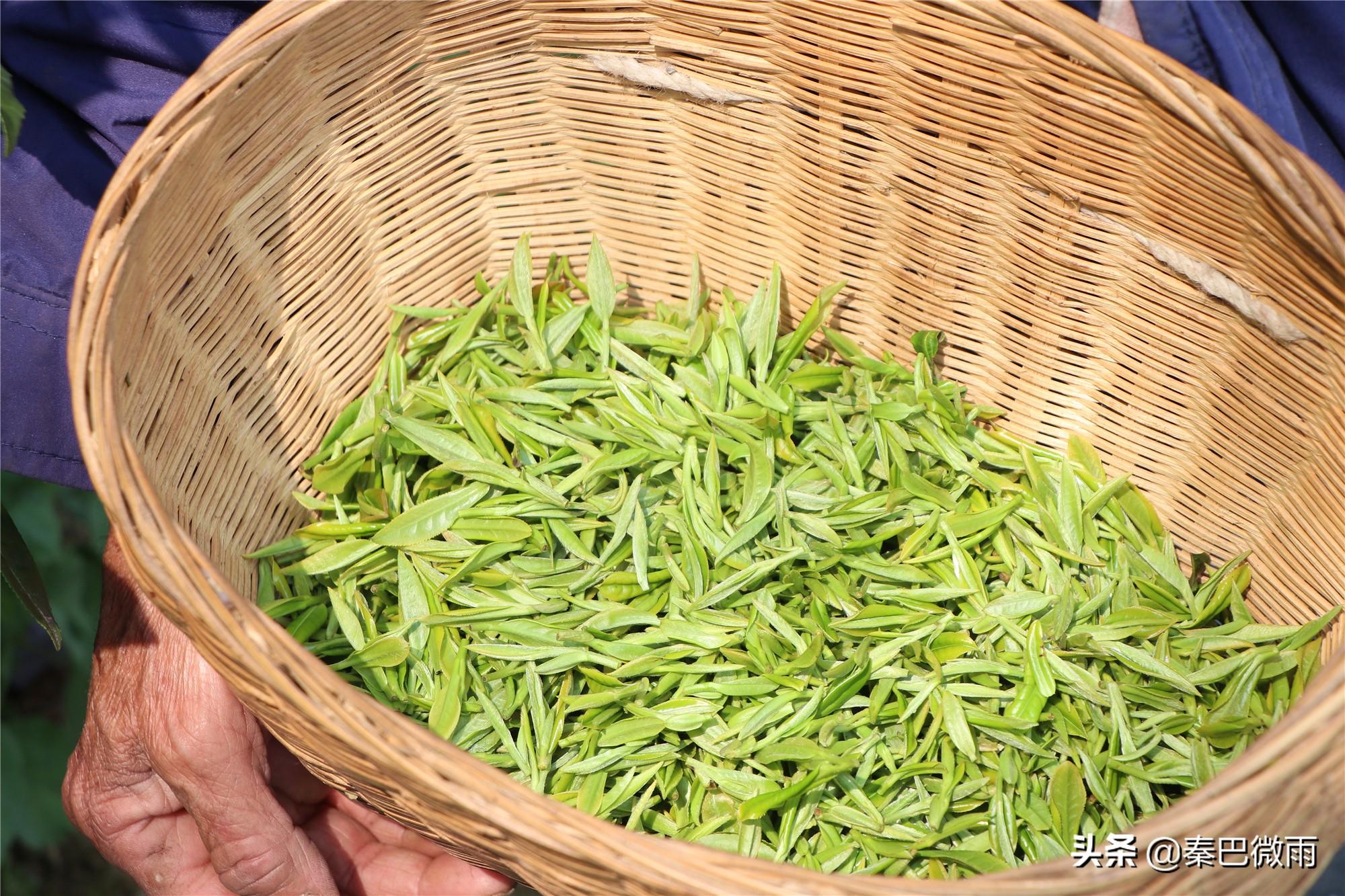 焕古紫阳富硒茶(紫阳富硒茶焕古茶价格)-硒宝网