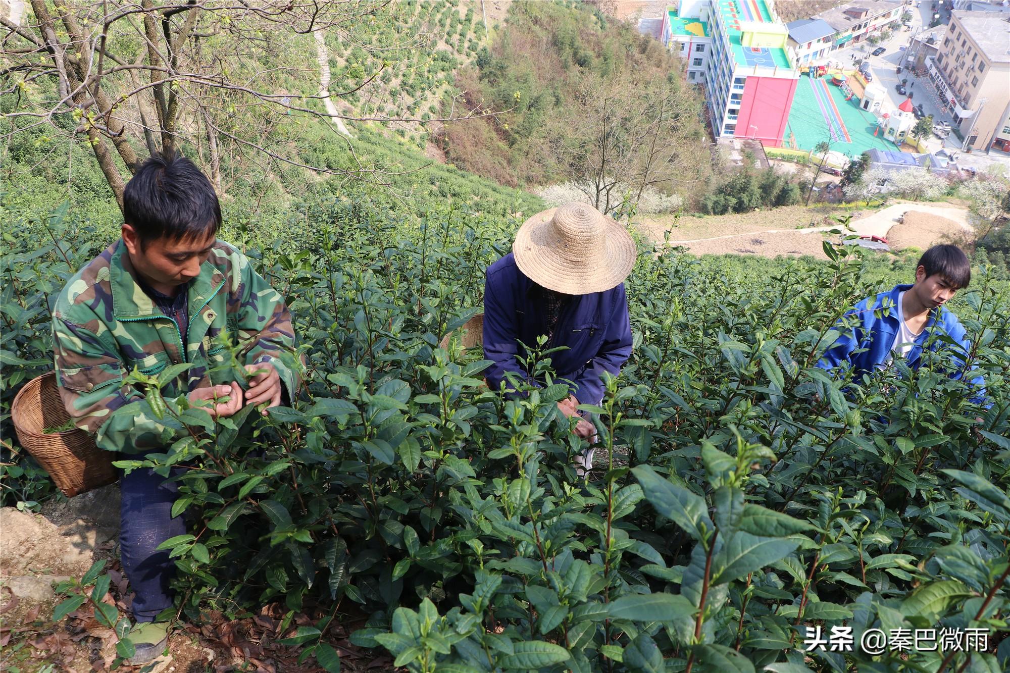 焕古紫阳富硒茶(紫阳富硒茶焕古茶价格)-硒宝网
