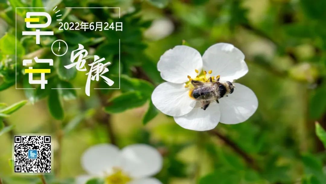 富硒仙毫富硒茶（富硒茶的做法）-硒宝网