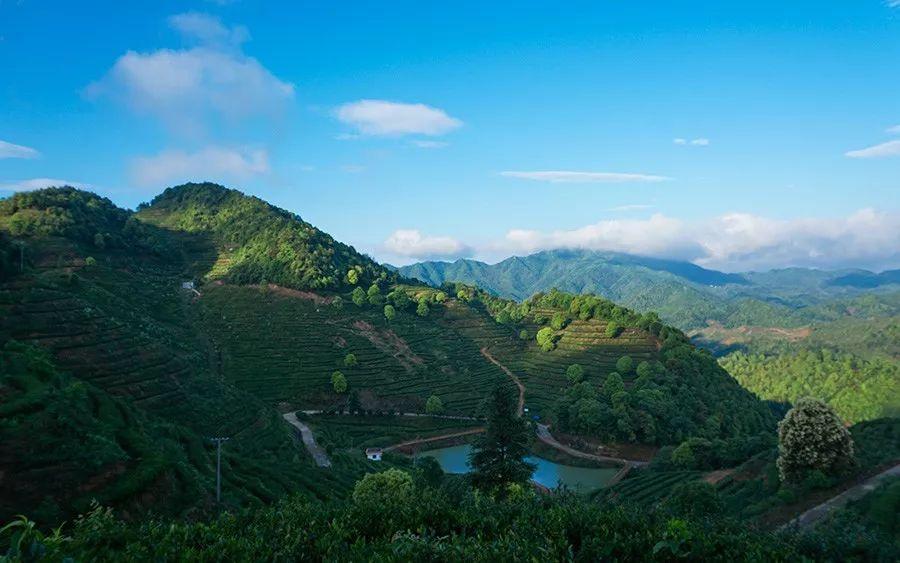 富硒茶含多少硒(含硒的茶叶对人有哪些好处)-硒宝网